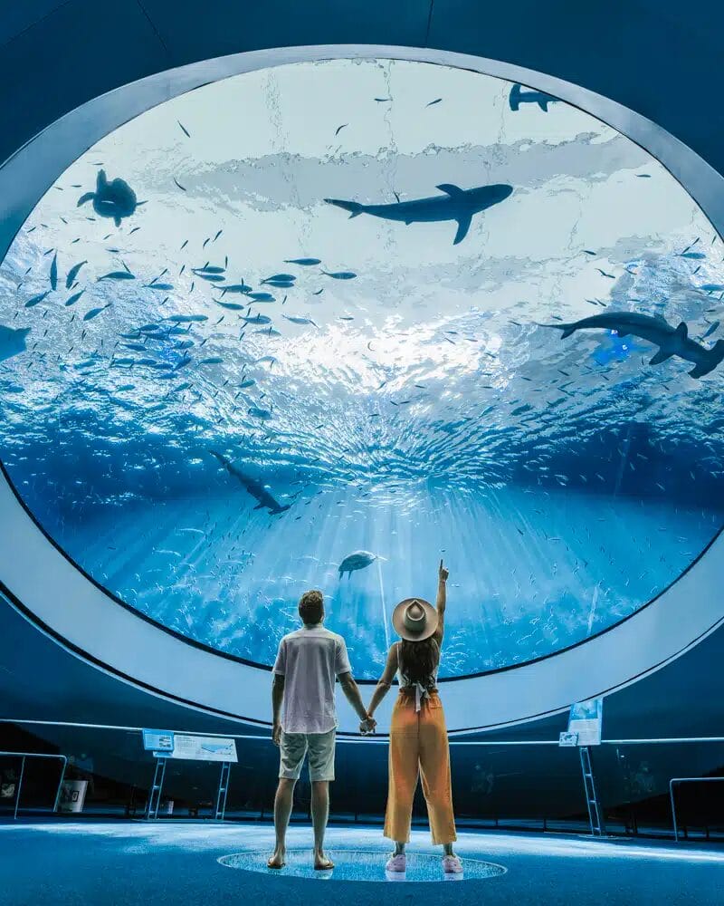 Un couple profite de moments candides sous un grand dôme d'aquarium, regardant les requins et les poissons glisser au-dessus dans une danse sereine.